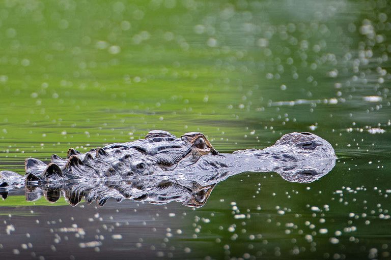 844 Pound Alligator Caught In Lake Moultrie Highlights Sc Hunting Season