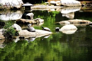 Birmingham Botanical Gardens — Japanese Garden — Birmingham