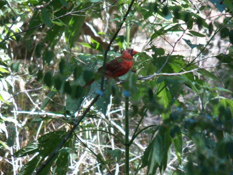 Spring Creek Nature Area — Richardson