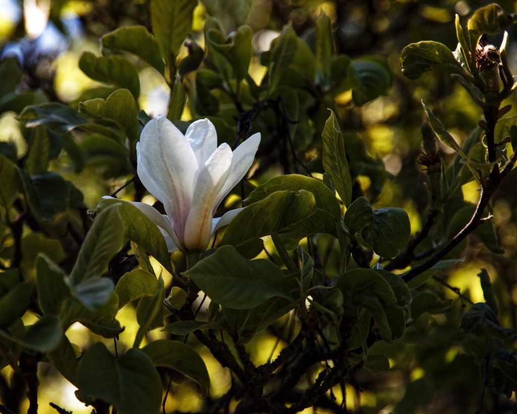 Magnolia Cemetery — Mobile
