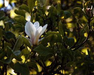 Magnolia Cemetery — Mobile