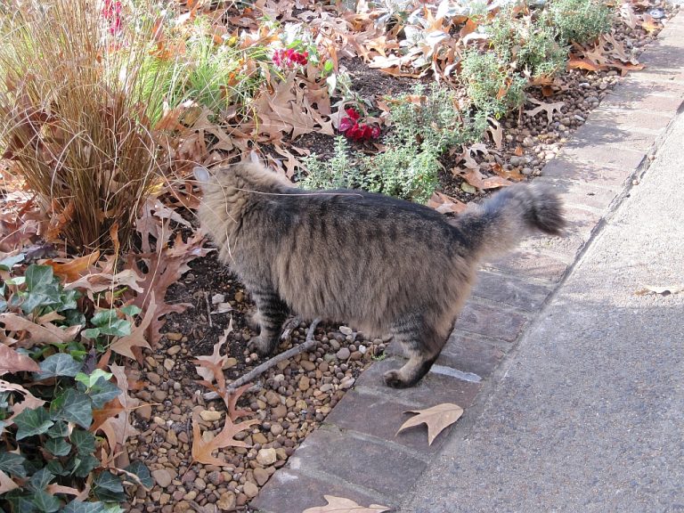 Dixon Gallery and Gardens — Memphis
