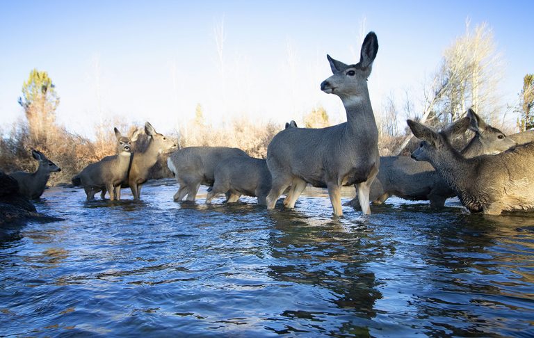 A Day In The Life Of Jackson Wildlife Photographer Mark Gocke