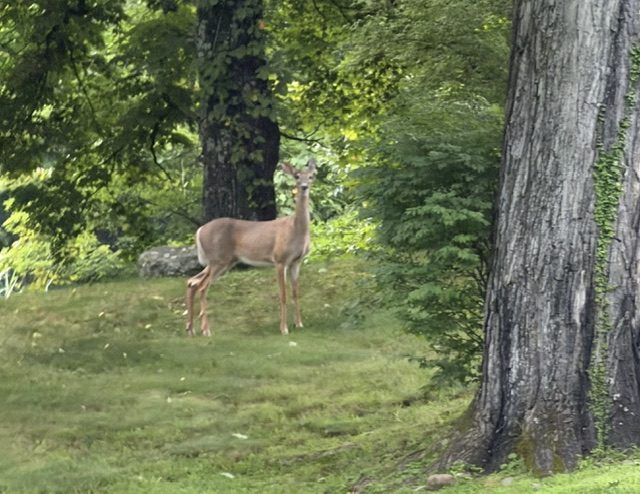 A Woodbury Walk Highlights Faith Family And The Need For Civic Vigilance