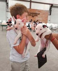 Abby Foundation To Continue Low Cost Pet Vaccinations In New Caney