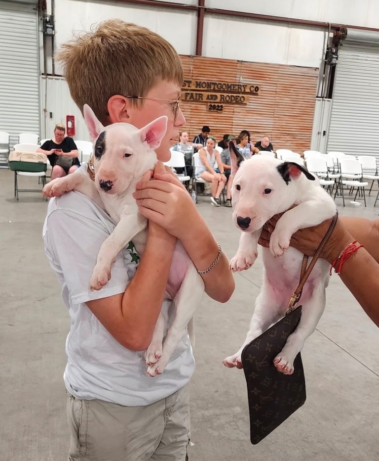 Abby Foundation To Continue Low Cost Pet Vaccinations In New Caney