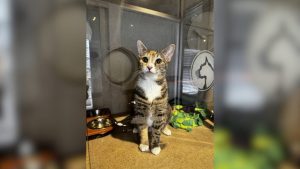 Adopt Flannel A 13 Pound Domestic Shorthair Who Loves Cuddles And Play