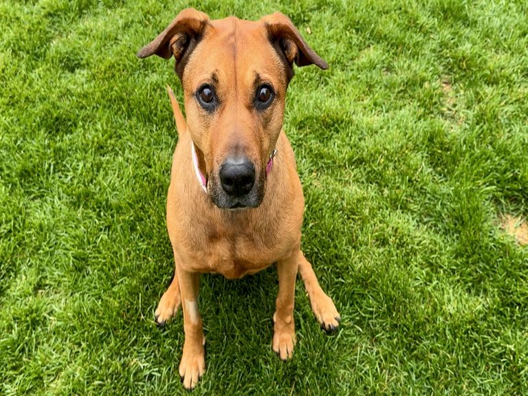 Adopt Remy Friendly Eight Year Old Dog Awaits Forever Home In Bend