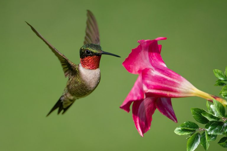 Alabama Hummingbird Migration Arrives Late September Tips For Local Birdwatchers