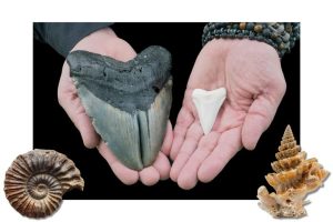 Alabama Museum Hosts Free Fossil Fest For Families Sep 12 In Tuscaloosa