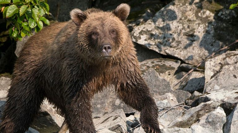 Alaska Hunter Survives Close Range Brown Bear Attack With Only Bruises