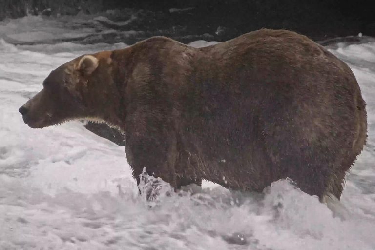 Alaska S Fat Bear Week Crowns Bear 910 And Backpack As Top Heavyweight Contender