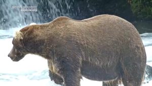 Alaska S Fat Bear Week Returns Crowning A New Heavyweight Champion In 2026