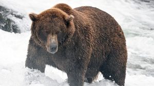 Alaska S Fat Bear Week Returns With 16 Bears Competing For The Chonkiest Title