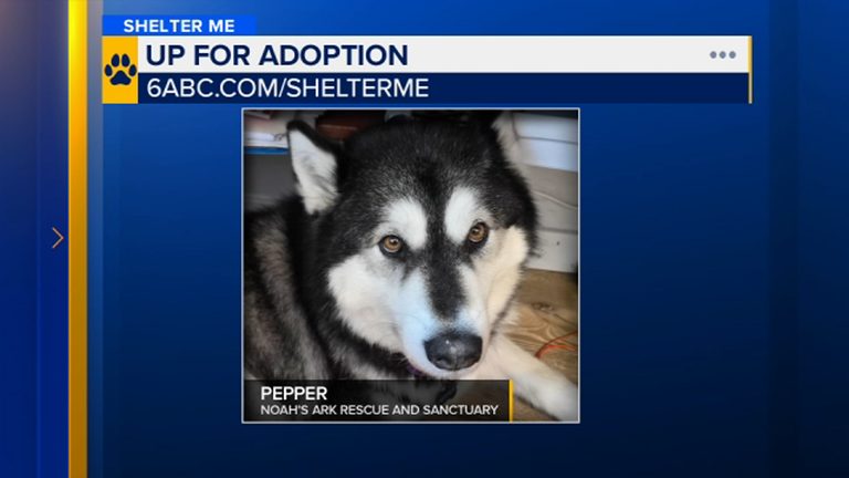 Alaskan Malamute Pepper Seeks Forever Home Through Chester County Rescue