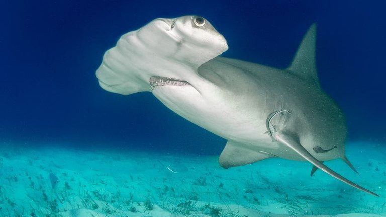 Albino Hammerhead Shark Spotted Off Wrightsville Beach Nc