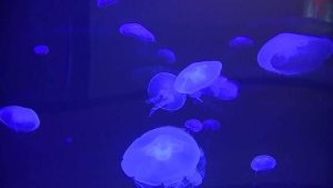 Albuquerque Biopark Draws Families With Shark Tank Healing Garden And Heritage F