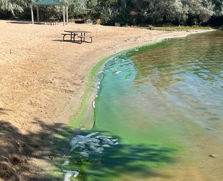 Algae Blooms In Alcova Lake And Fremont Canyon Remain Within Normal Range Despit