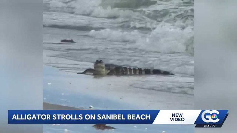 Alligator Swims Near Beachgoers On Sanibel Island Officials Urge Caution