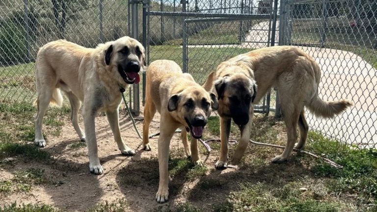 Anatolian Shepherd Family Seeks Farm Home In Colorado Springs