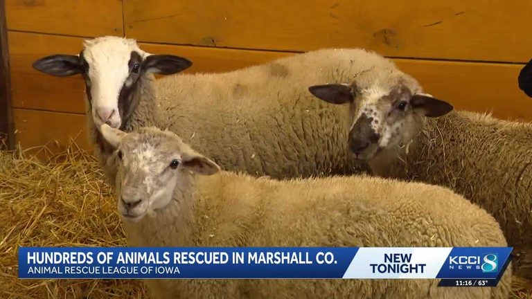 Animal Rescue League Of Iowa Takes In Nearly 400 Farm Animals After Marshall Cou