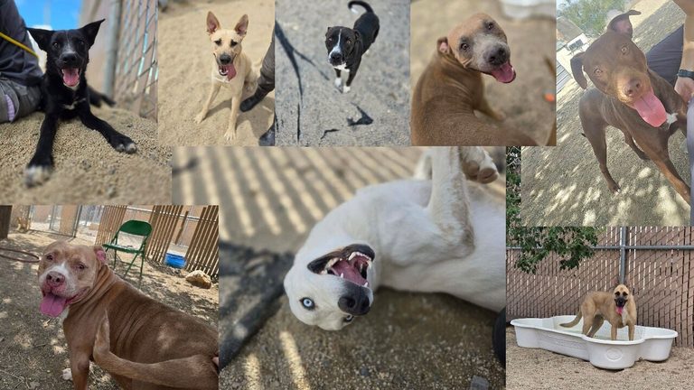 Anonymous 25 000 Gift Helps Lyon County Shelter Reduce Adoption Fees And Ease Ov