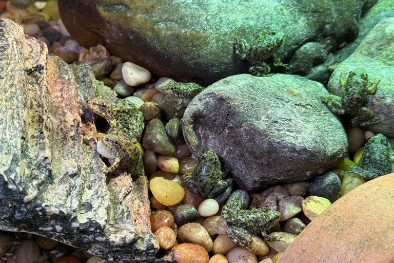 Aquarium Of The Pacific Boosts Mountain Yellow Legged Frog Numbers With Nursery