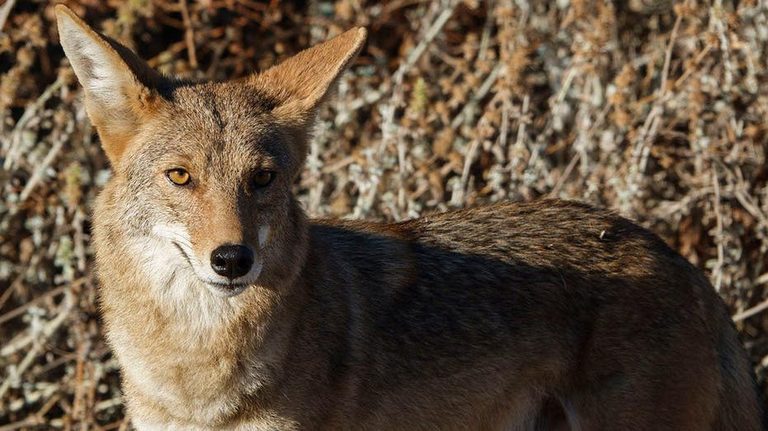 Arizona Mother Fends Off Coyote With Flip Flop While Protecting 4 Year Old