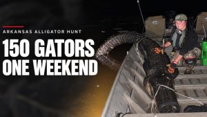 Arkansas Hunters Close In On Alligator Harvest Record After 150 Taken
