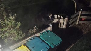 Arvada Police Share Video Of Bear Rummaging Through Unsecured Trash Cans