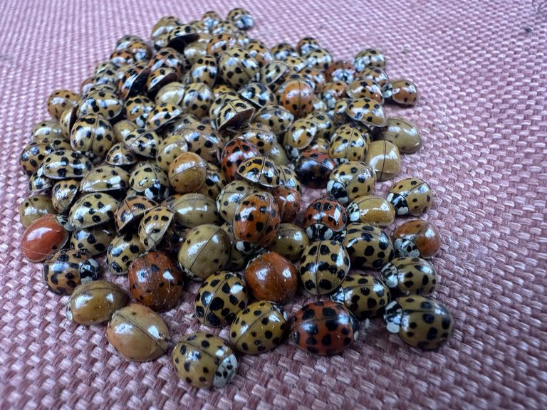 Asian Lady Beetles Invade Minnesota Homes Each Fall Prevention Tips