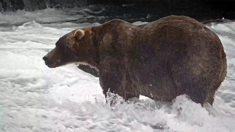 Backpack Wins 2026 Fat Bear Week At Katmai National Park