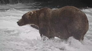 Backpack Wins Alaska Fat Bear Week After Over 100 000 Votes