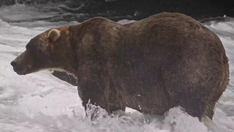 Backpack Wins Alaska Fat Bear Week Crowned Heaviest Brown Bear