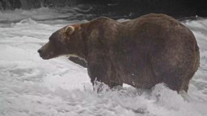 Backpack Wins Fat Bear Week Crowned Heaviest Brown Bear In Katmai