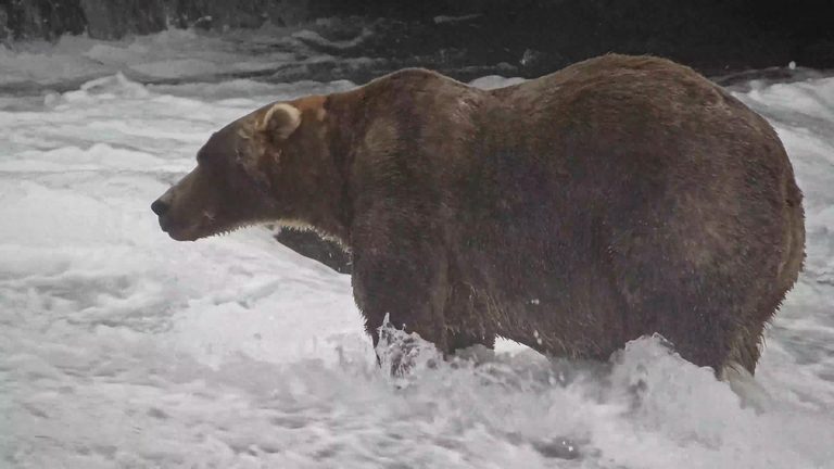 Backpack Wins Fat Bear Week Crowned Heaviest Brown Bear In Katmai