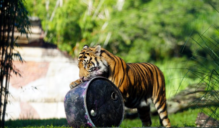 Bakso The Sumatran Tiger To Leave Disney S Animal Kingdom For Breeding Program
