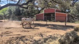 Bandera County Sanctuary Owner Alleges Law Enforcement Raid Was A Setup