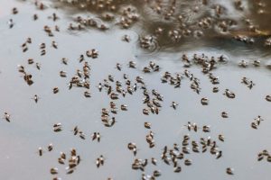 Bangladesh Faces Worsening Dengue Outbreak As Hospitals Strain Under Record Admi
