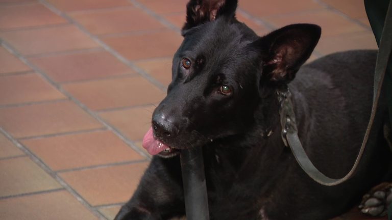 Bartow Honors Retired K9 Ace For Bravery After Line Of Duty Shooting