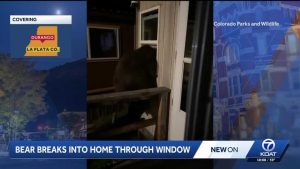 Bear Captured And Euthanized After Breaking Into Durango Home And Injuring Teen