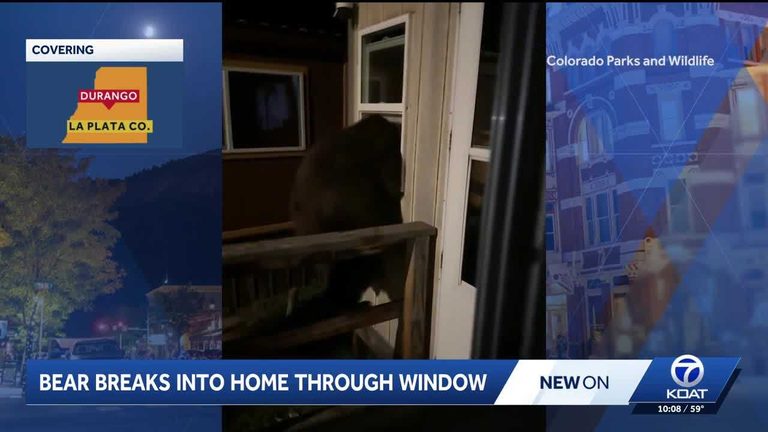 Bear Captured And Euthanized After Breaking Into Durango Home And Injuring Teen