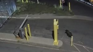 Bear Tries To Breach Douglas County Sheriff S Office Jail Officials Urge Safety