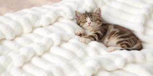 Bedsure Gentlesoft Throw Blanket On Amazon Labor Day Sale For Under 15