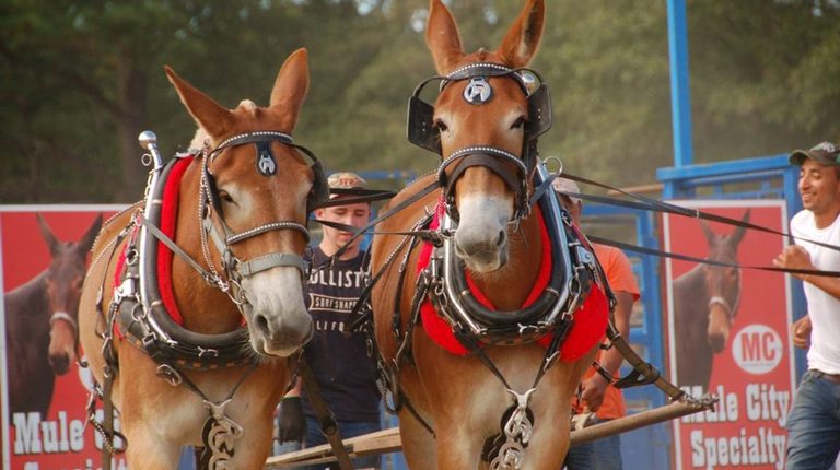 Benson Celebrates 77Th Mule Days Parade With Patriotic Tribute To America S 250T