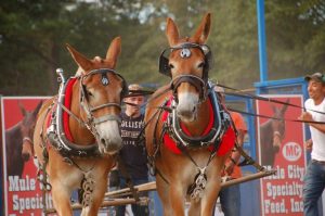Benson Mule Days Returns For 77Th Year With Patriotic Parade And Disaster Relief