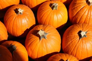 Best Pumpkin Patches To Visit Around Boise This Fall