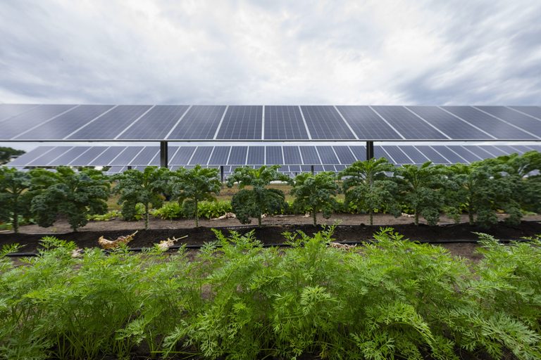 Big Lake Agrivoltaics Farm Lets Local Growers Thrive Under Solar Panels