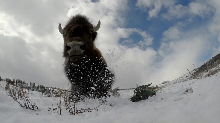 Bison Filmed Documentary To Debut At Smithsonian Showcasing Yellowstone Migratio