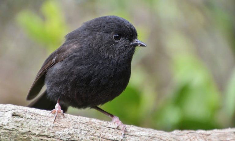 Black Robin Wins New Zealand Bird Of The Year Highlighting Conservation Success